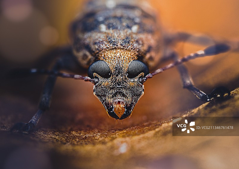 昆虫的特写，赞巴莱斯，菲律宾图片素材