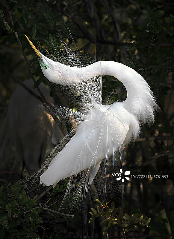 交配季节展示的大白鹭，美国佛罗里达州奥西奥拉县图片素材