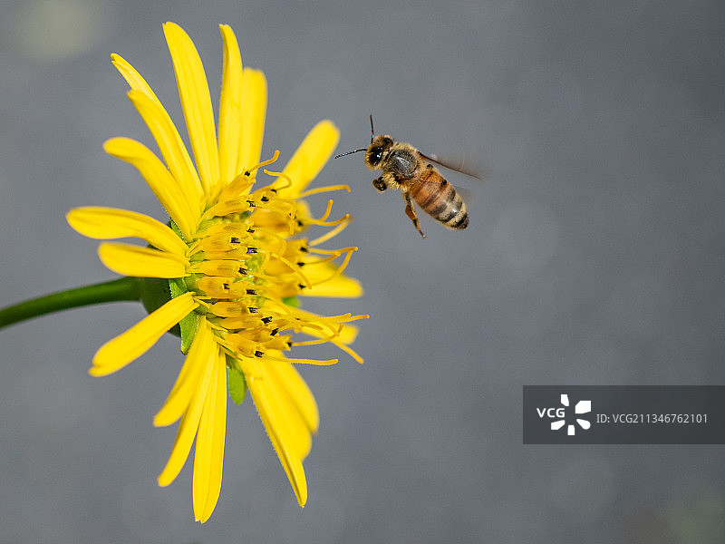 蜜蜂在黄花上授粉的特写镜头图片素材