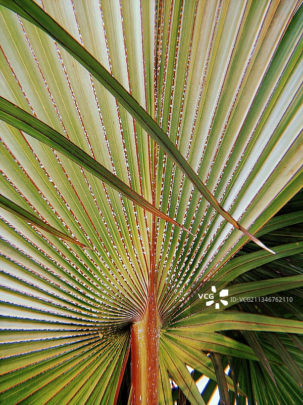 印度古吉拉特邦甘地讷格尔棕榈树全画幅照片图片素材
