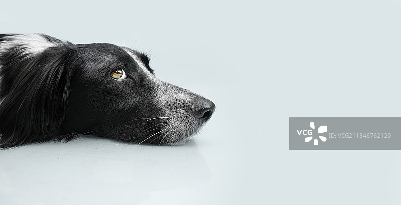 西班牙赫罗纳白色背景下的纯种狗特写图片素材