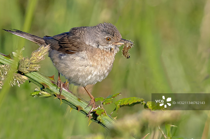 近距离拍摄栖息在植物上的鸣禽热带鸟类图片素材