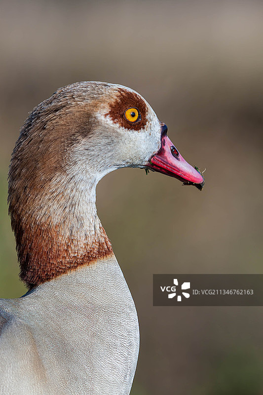 鸭子特写，英国伦敦图片素材