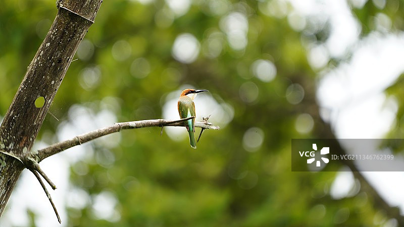 蜜蜂栖息在树上的低角度景观图片素材