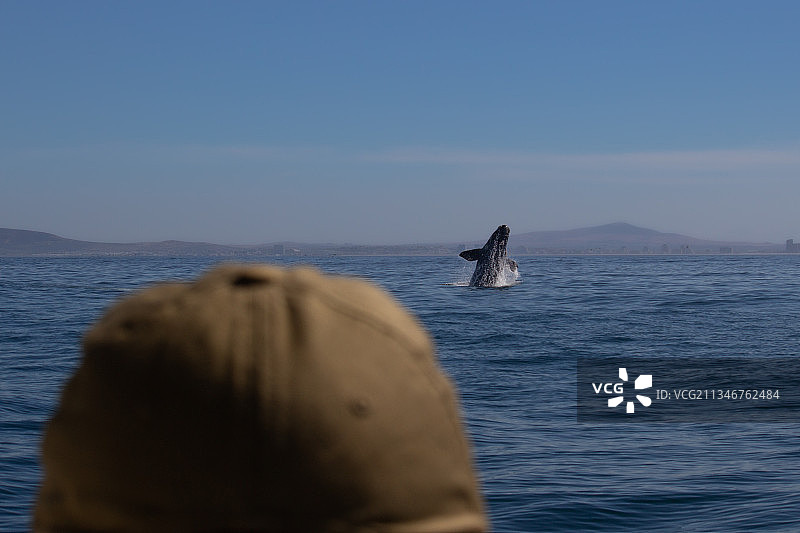 南非开普敦南露脊鲸图片素材