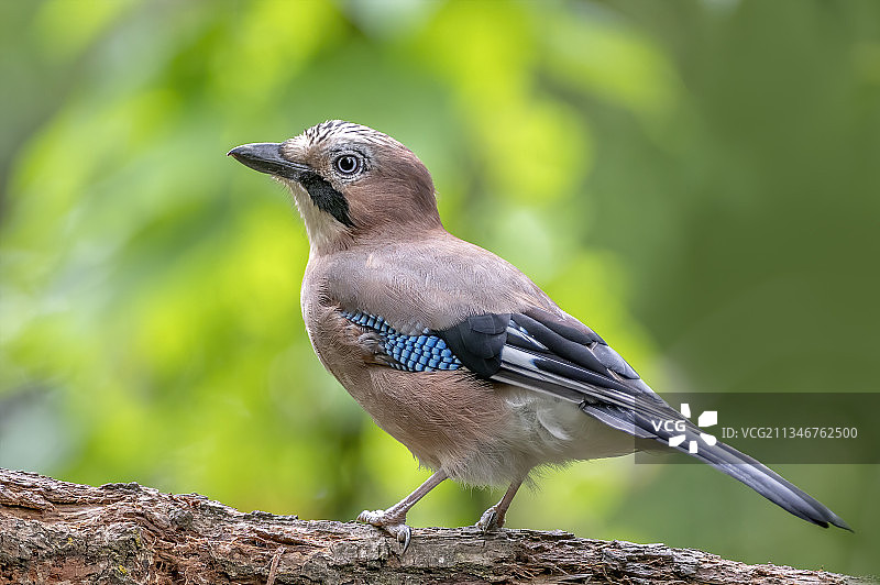 鸟儿栖息在树枝上的特写镜头图片素材
