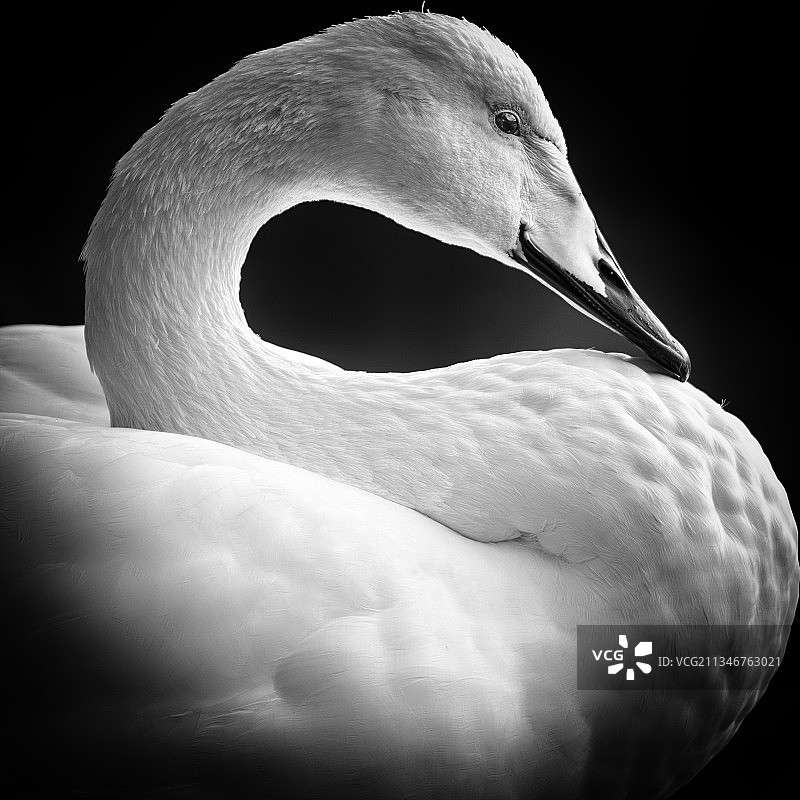 荷兰莱利斯塔德的疣鼻天鹅特写图片素材