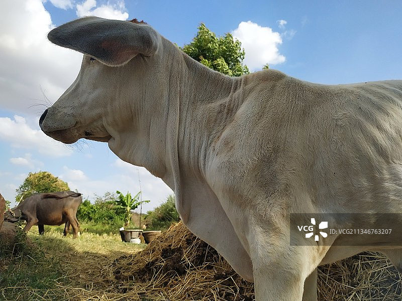 印度泰伦加纳邦瓦朗加尔，奶牛站在田野上的侧视图图片素材