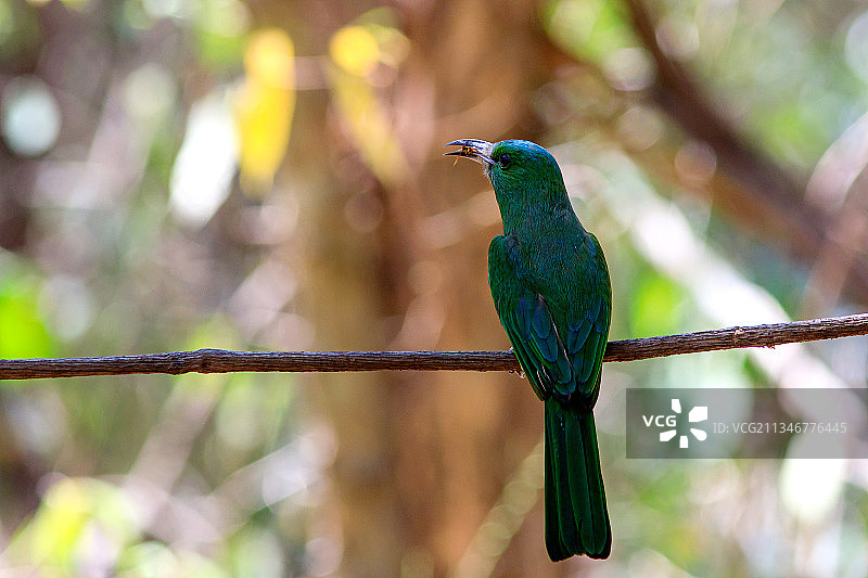 翠鸟栖息在树枝上特写，泰国图片素材
