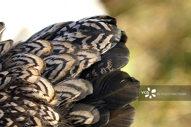 德国温嫩登，树上的蝴蝶特写图片素材