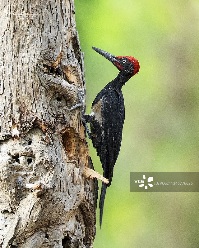 印度奥尔德丹德利：啄木鸟栖息在树干上的特写图片素材