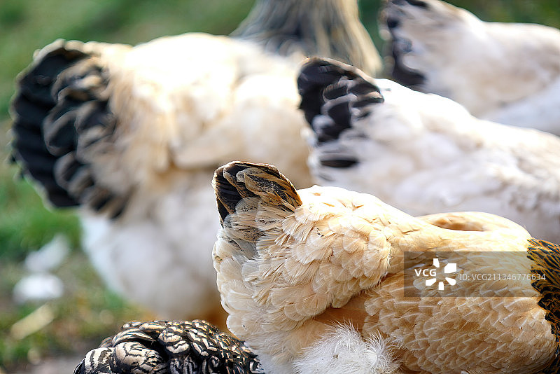 鸟类特写，温嫩登，德国图片素材