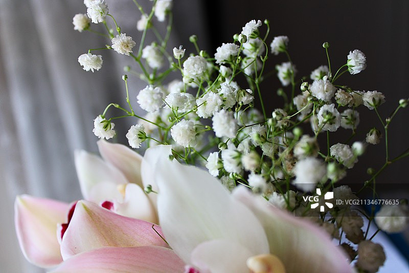 白色花朵的特写图片素材