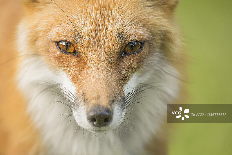 美国内布拉斯加州林肯市的狗特写图片素材
