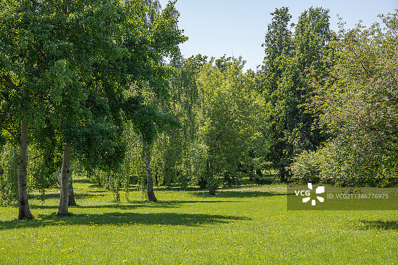 田野上的树木与天空交相辉映图片素材