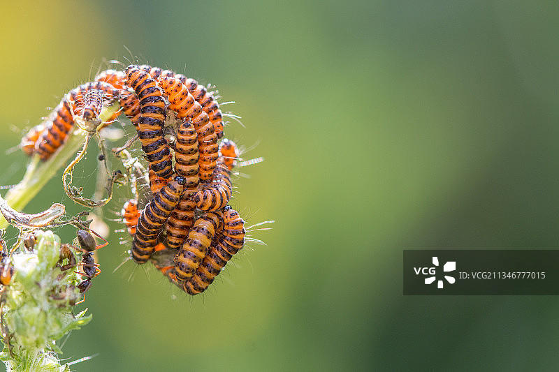 毛毛虫在植物上的特写，英国桑迪图片素材