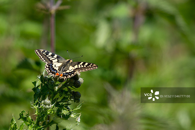蝴蝶在花朵上采蜜特写，英国诺福克图片素材