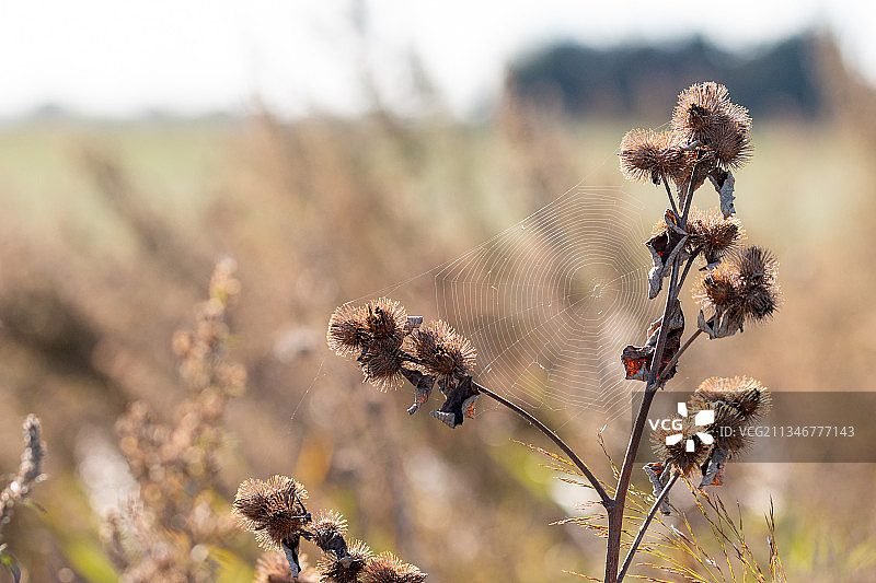 英国剑桥郡田野里凋谢植物的特写图片素材