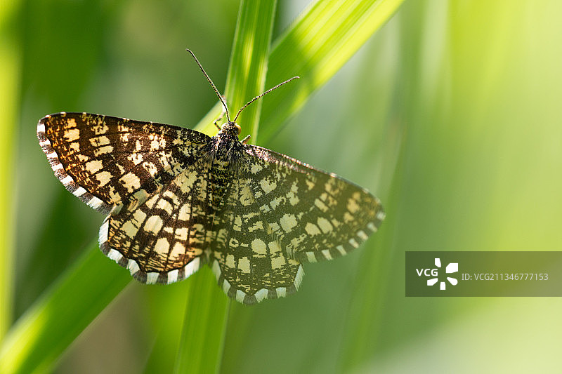 拉姆齐蝴蝶采蜜特写，英国图片素材
