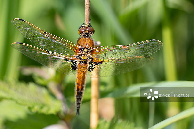 蜻蜓在植物上的特写，英国拉姆齐图片素材