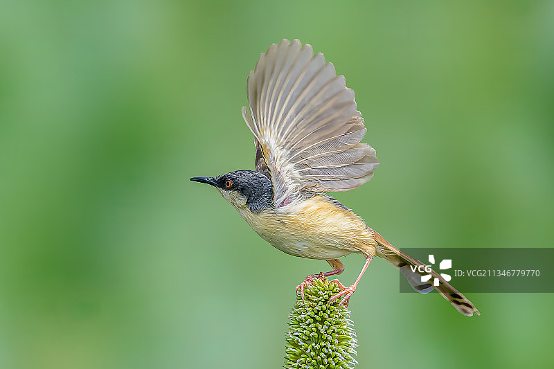 栖息在植物上的鸣禽热带鸟类特写，印度加利布尔图片素材