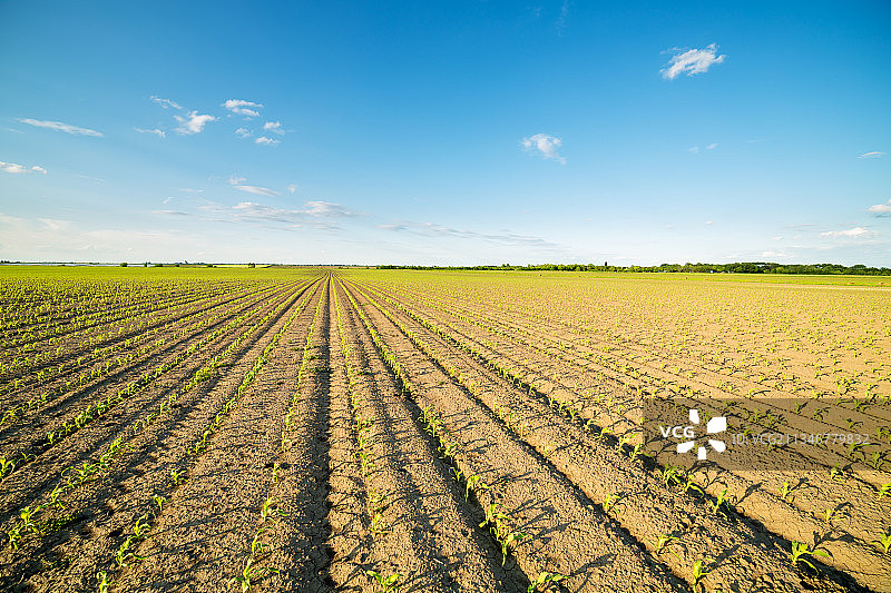 塞尔维亚的田园风光图片素材