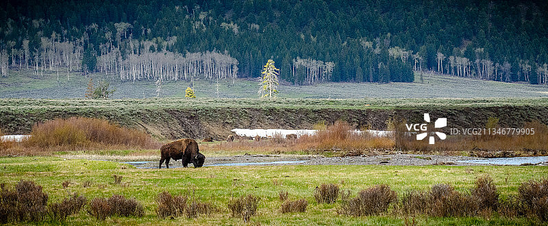 拉马尔河怀俄明州荒野中的美洲野牛（美国）图片素材