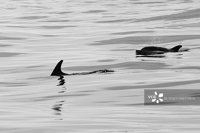 海中游泳的人物剪影图片素材