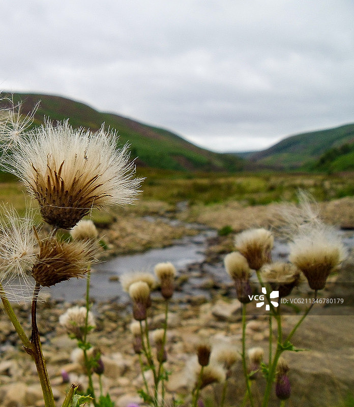 陆地上对着天空的开花植物特写图片素材