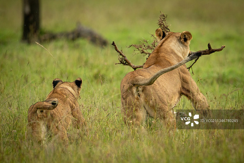 幼崽在肯尼亚马赛马拉纳罗克追逐拿着树枝的母狮图片素材