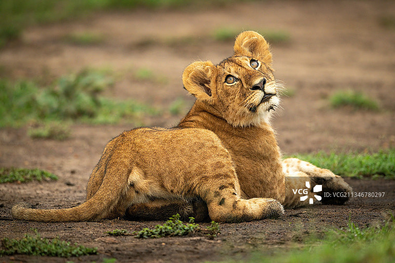 幼狮躺在泥土上向上看（肯尼亚马赛马拉纳罗克）图片素材