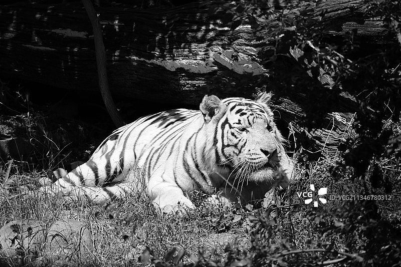 森林中的白色老虎肖像图片素材