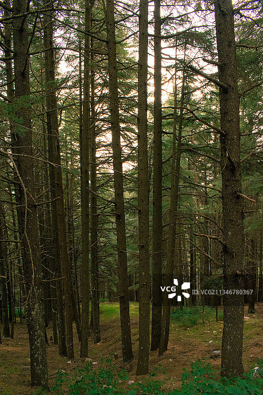 树木在森林图片素材