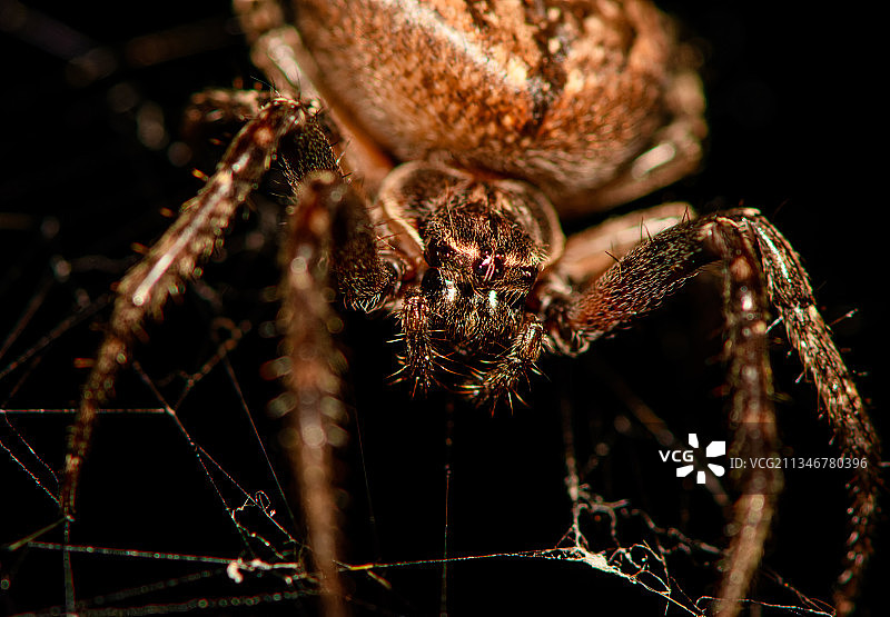 乌克兰利沃夫的蜘蛛特写图片素材