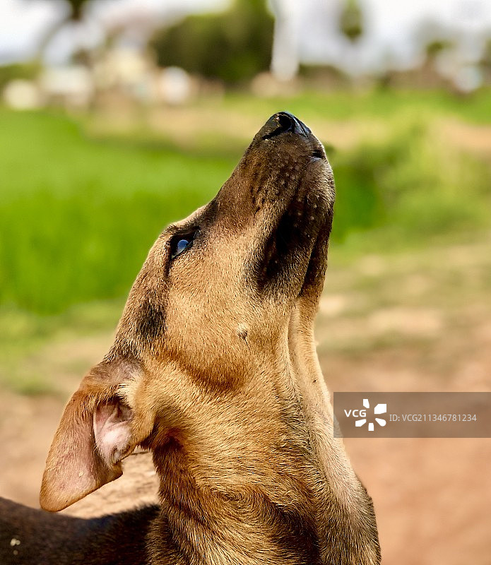 狗看向别处的特写镜头图片素材