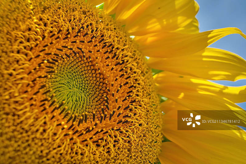 意大利，巴西利卡塔，向日葵特写图片素材