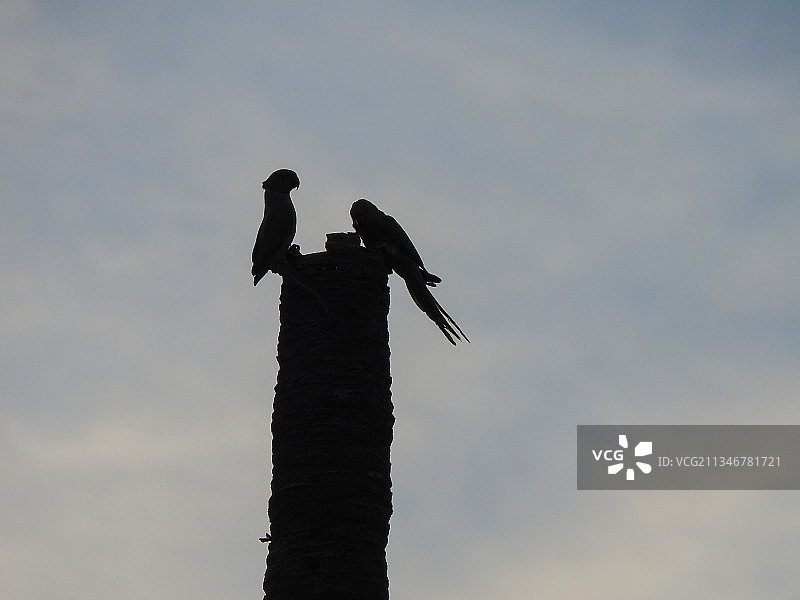 仰视角度拍摄的鸟类栖息在树上图片素材