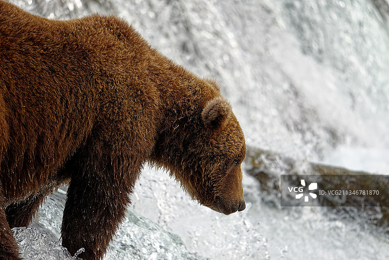 美国阿拉斯加湖泊和半岛的熊图片素材