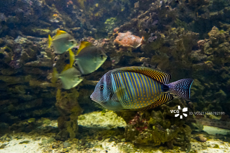 海水中游动的热带天使鱼特写，波兰下西里西亚省图片素材