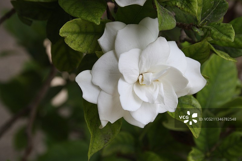 白色开花植物的特写图片素材