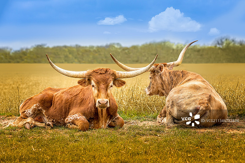 美国草甸上坐着的两头奶牛图片素材