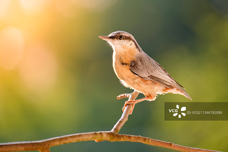 栖息在树枝上的鸣禽热带鸟类特写图片素材