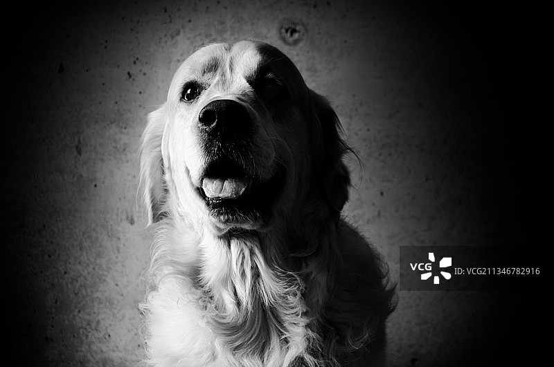 金色寻回犬望向远方特写，卢森堡格雷文马赫图片素材