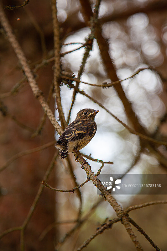 爱沙尼亚栖息在树枝上的鸣禽特写图片素材