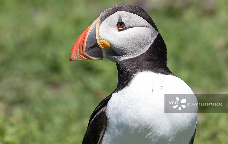 海鹦特写，斯科默，英国图片素材