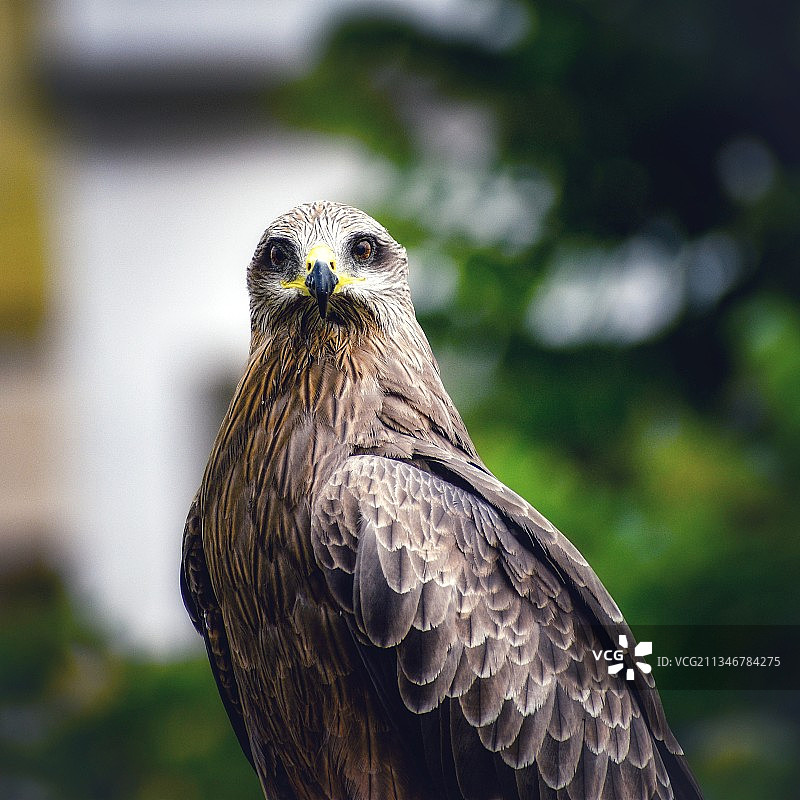 秃鹰特写，班加罗尔，卡纳塔克邦，印度图片素材