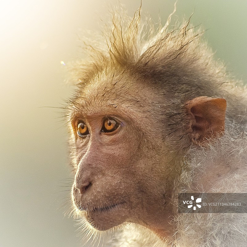 凝视远方的猕猴特写图片素材