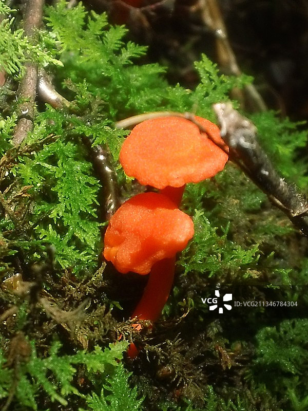 毒蝇伞蘑菇特写图片素材