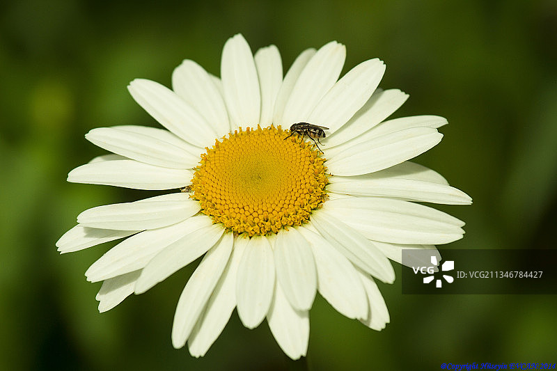 白色雏菊特写图片素材
