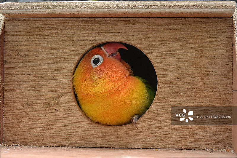 鸟舍里的小宠物鸟图片素材